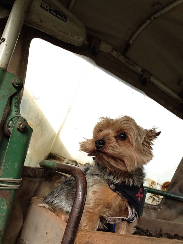 Mein Hund Leo auf Traktor