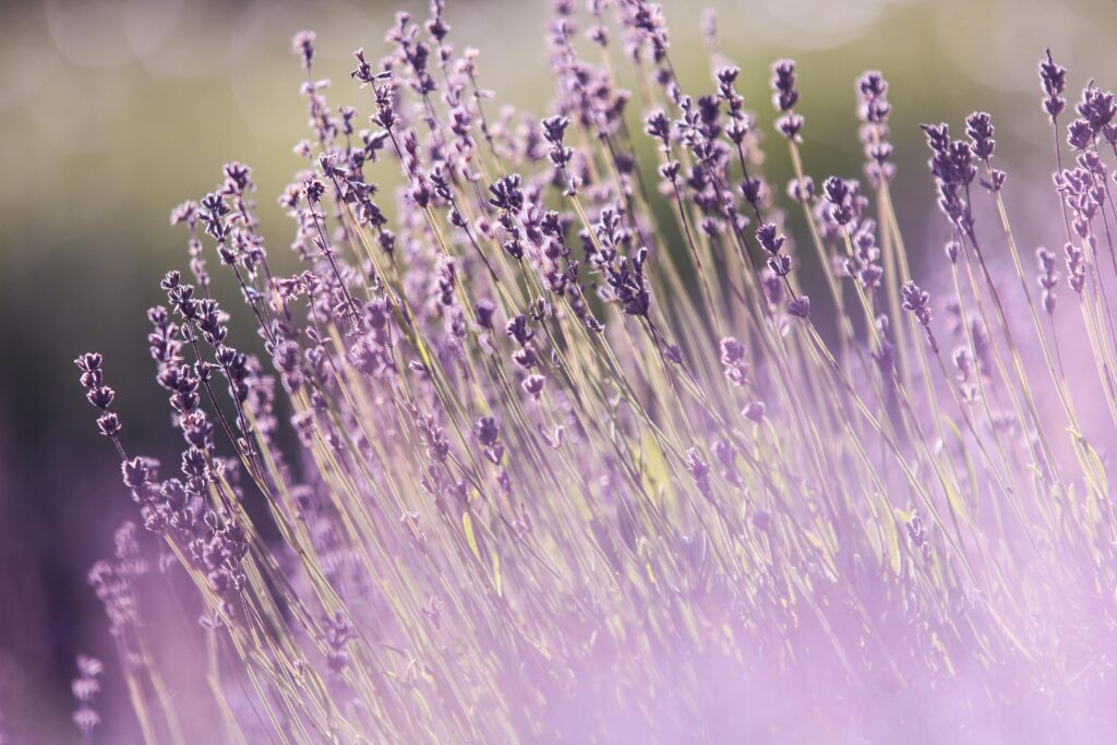 Schlaf verbessern natürlich — Biorhythmus, Lavendel und Abendroutine für Männer